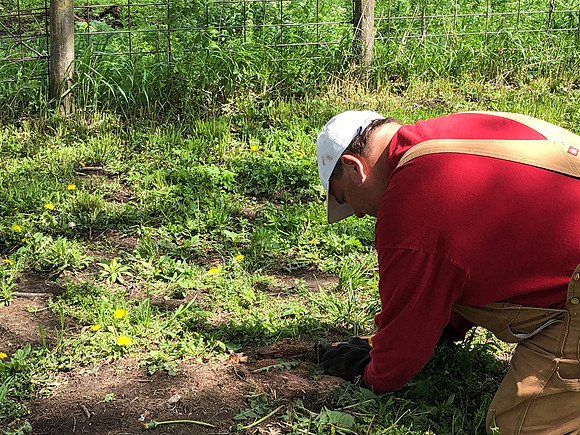 Randy removing red cedar stump